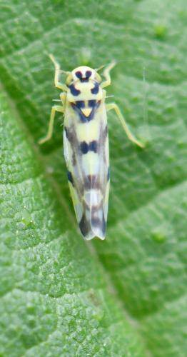 Réf. 290 315 : Eupteryx atropunctata